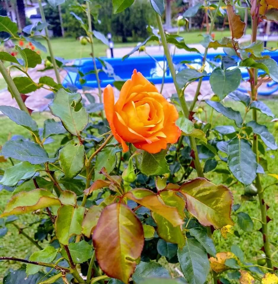 Posada Quinta Pata Ezeiza Luaran gambar